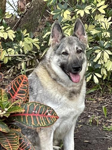 Lost Female Dog last seen hmstd park, Chapel Hill, NC 27516