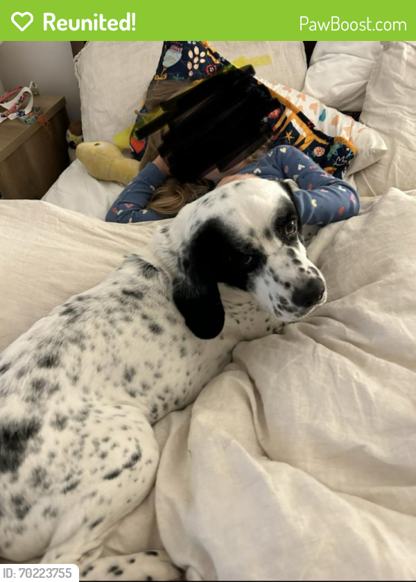 Reunited Male Dog last seen Got out of yard across from Yosemite Rec Center and Eagle Rock High School, Los Angeles, CA 90041