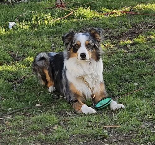 Lost Male Dog last seen Parks Ave & Benton, Joliet, IL 60432