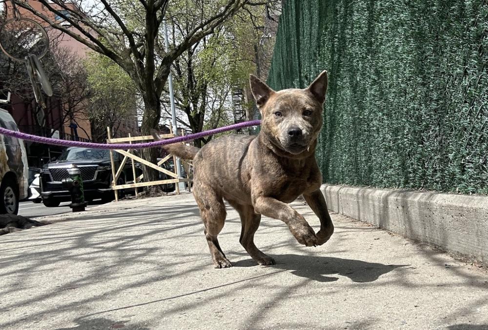Shelter Stray Female Dog last seen Watson Avenue, BRONX, NY, 10475, New York, NY 10029