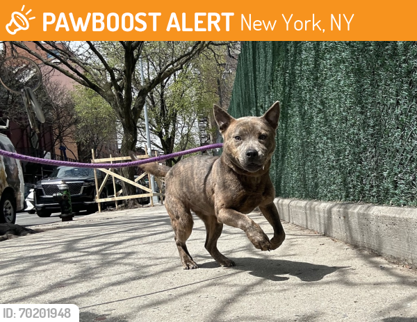 Shelter Stray Female Dog last seen Watson Avenue, BRONX, NY, 10475, New York, NY 10029