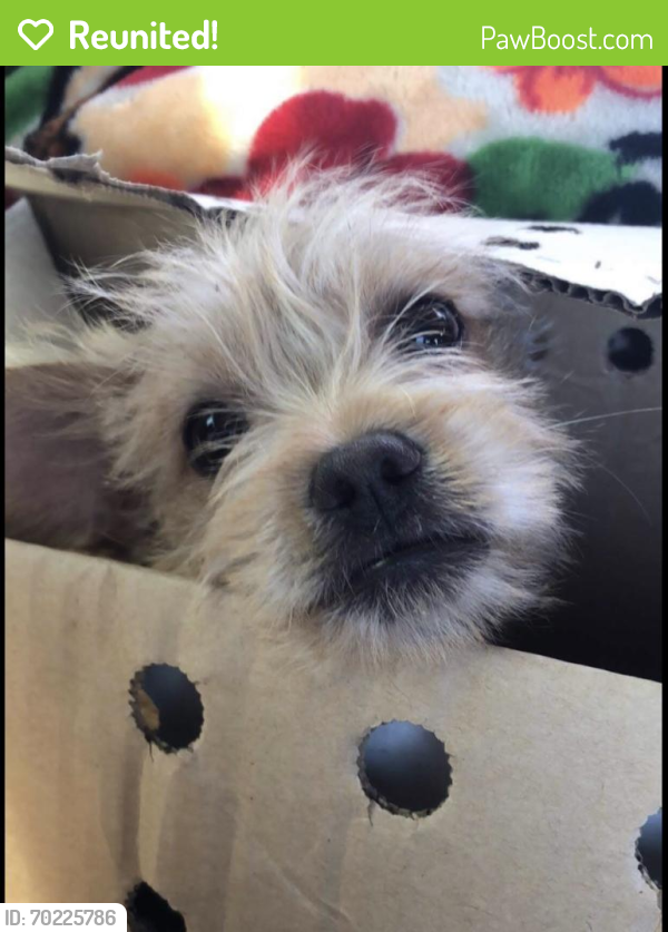 Reunited Female Dog last seen stewart and pecos , Las Vegas, NV 89110