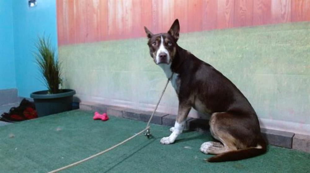 Shelter Stray Female Dog last seen , Irwindale, CA 91706