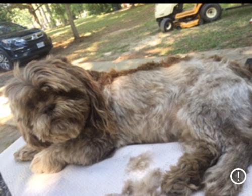 Lost Male Dog last seen Keller Springs and Tarpley, Carrollton, TX 75006