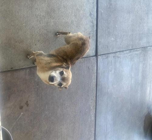Lost Male Dog last seen Cobalt Road & Dos Palmas, Victorville, CA 92392