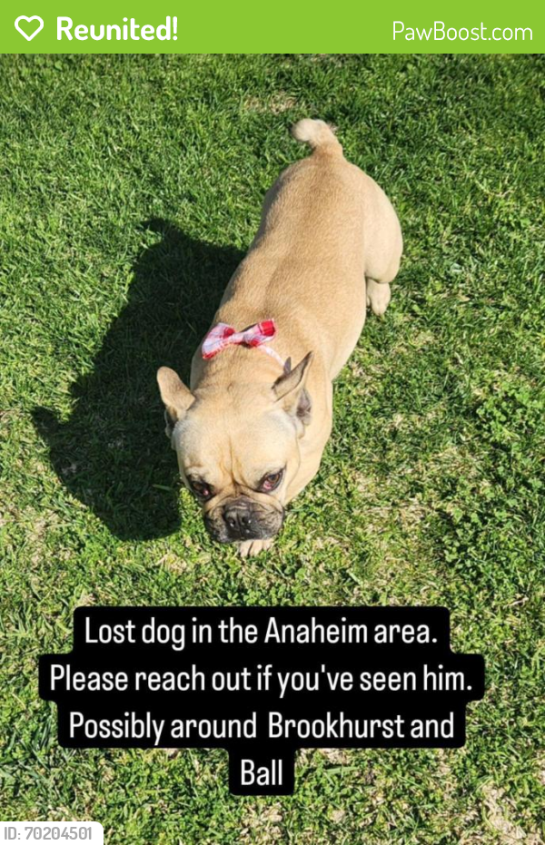 Reunited Male Dog last seen Brookhurst and Ball rd, Anaheim, CA 92804