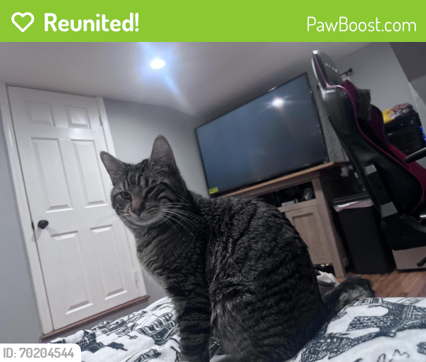 Reunited Male Cat last seen westhill , Stamford, CT 06902