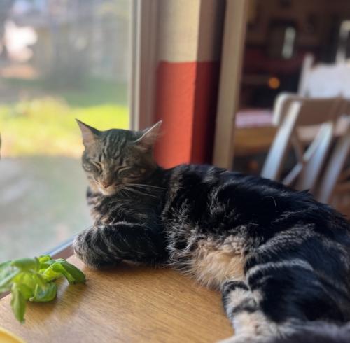Lost Male Cat last seen Airport and Sylvia Ln, Redding, CA 96002