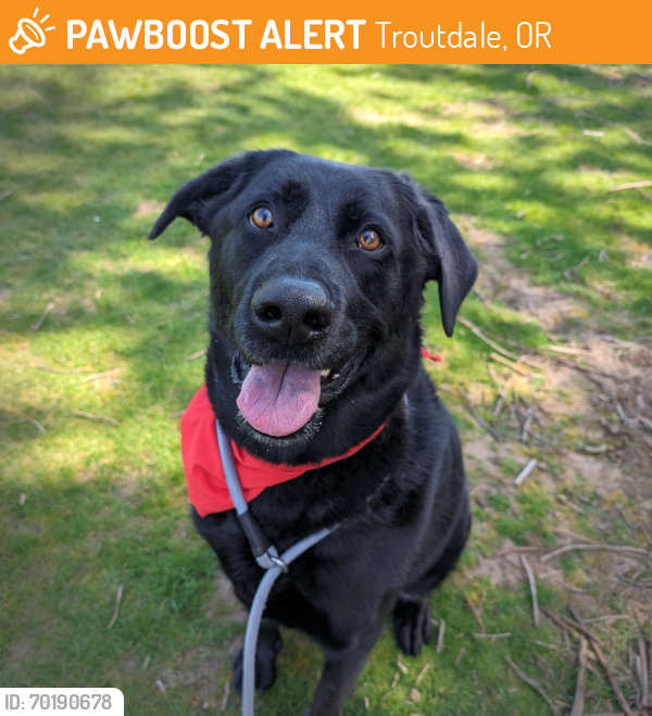 Shelter Stray Male Dog last seen Cesar Chavez/ Royal Ct., PORTLAND, OR, 97232, Troutdale, OR 97060