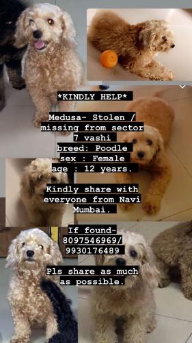 Lost Female Dog last seen Vashi, Navi Mumbai, Navi Mumbai, MH 