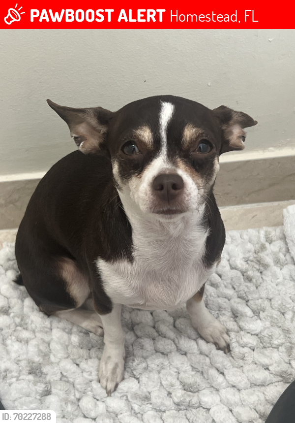 Lost Female Dog last seen Moody dr / 264 and 135, Homestead, FL 33032