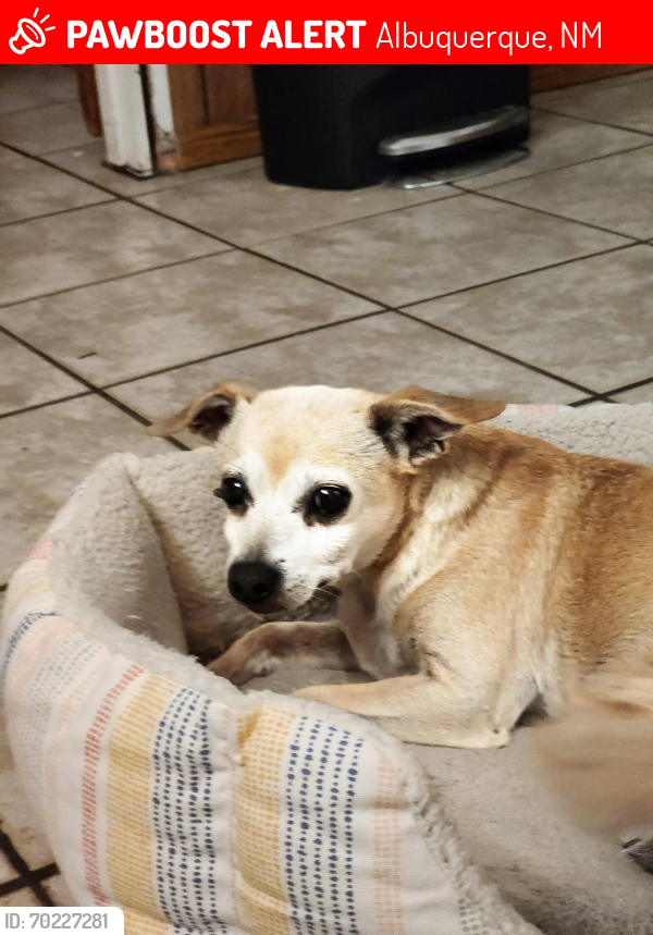 Lost Male Dog last seen Snow Heights and Parsifal area, Albuquerque, NM 87112