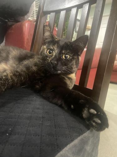 Lost Female Cat last seen Between taxco and lazy j ranch, Los Angeles, CA 91304