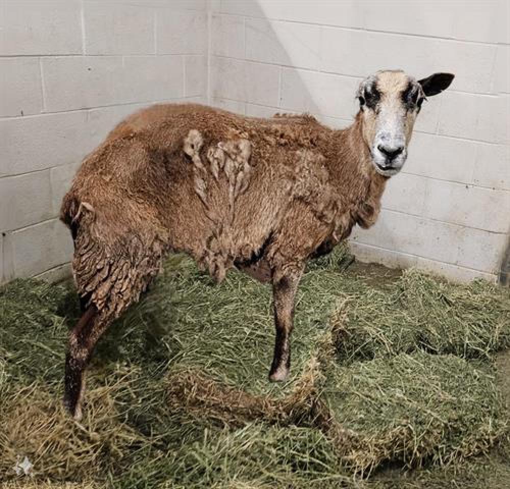 Shelter Stray Female Livestock last seen , Castaic, CA 91384