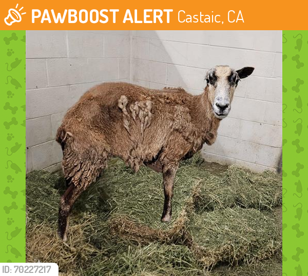 Shelter Stray Female Livestock last seen , Castaic, CA 91384