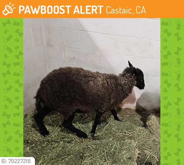 Shelter Stray Male Livestock last seen , Castaic, CA 91384