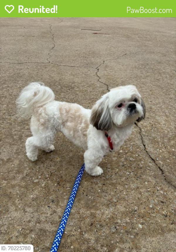 Reunited Male Dog last seen Armstrong dr and 5th street, Garland, TX 75040