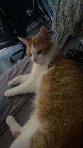 Lost Male Cat last seen Carothers Pkwy by highway Exit 65, Franklin, TN 37067