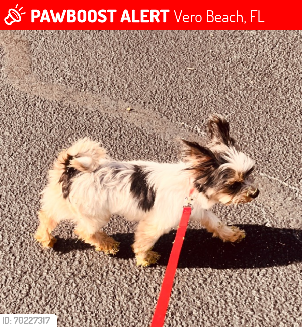 Lost Male Dog last seen Near Royal Palm and Indian river Blvd., Vero Beach, FL 32960
