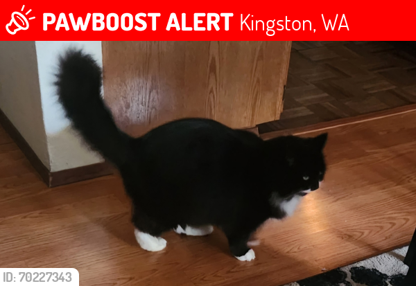 Lost Female Cat last seen 2nd and Central Kingston , Kingston, WA 98346