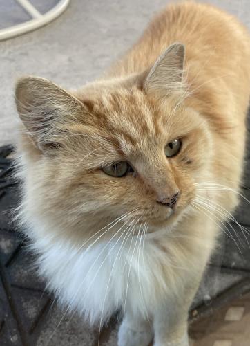 Lost Female Cat last seen Rancho and W. C Street , Colton, CA 92324