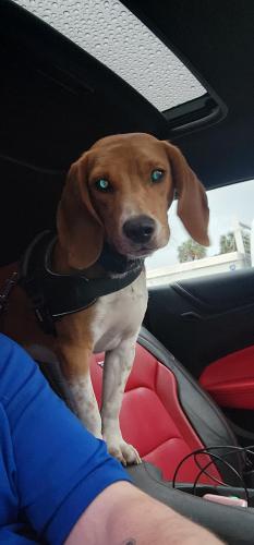 Lost Male Dog last seen Crosstimbers , Houston, TX 77022