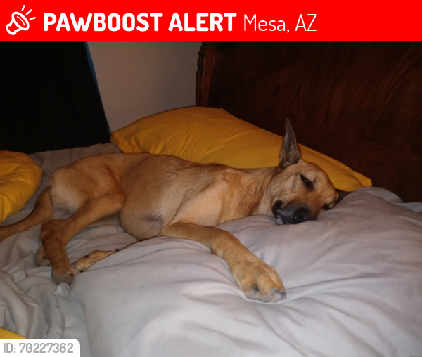 Lost Male Dog last seen Dobson between main and University, Mesa, AZ 85201