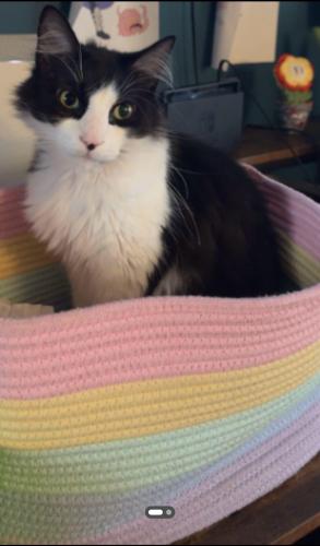Lost Male Cat last seen Rt 30 and Whitcomb , Merrillville, IN 46410