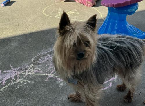 Lost Male Dog last seen Juno street and loara street, Anaheim, CA 92802
