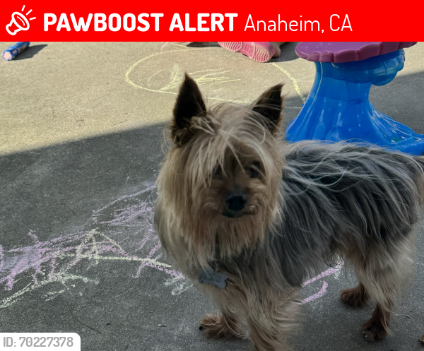 Deceased Male Dog last seen Juno street and loara street, Anaheim, CA 92802