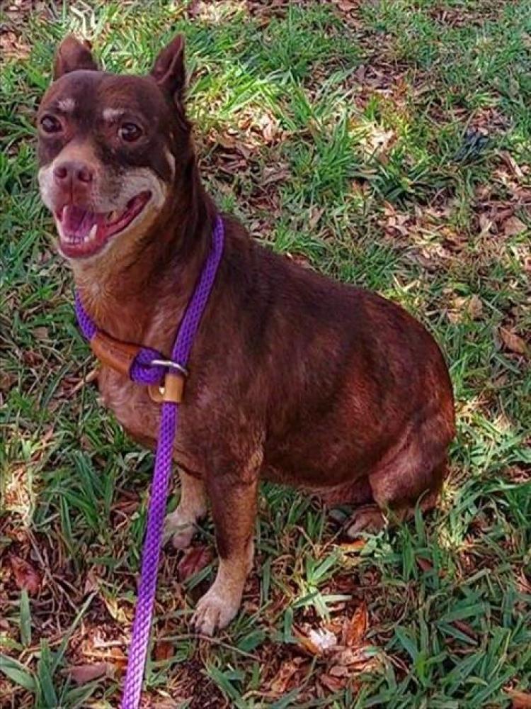 Shelter Stray Female Dog last seen Near BLOCK SW 9 ST, DANIA FL 33004, Davie, FL 33312