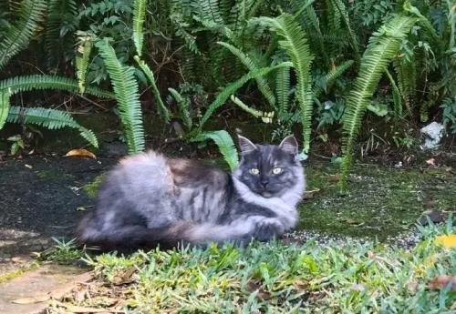 Lost Female Cat last seen Murray road, Cardiff, NSW 2285