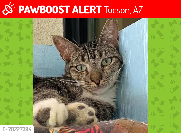 Lost Male Cat last seen Near , Tucson, AZ 85705
