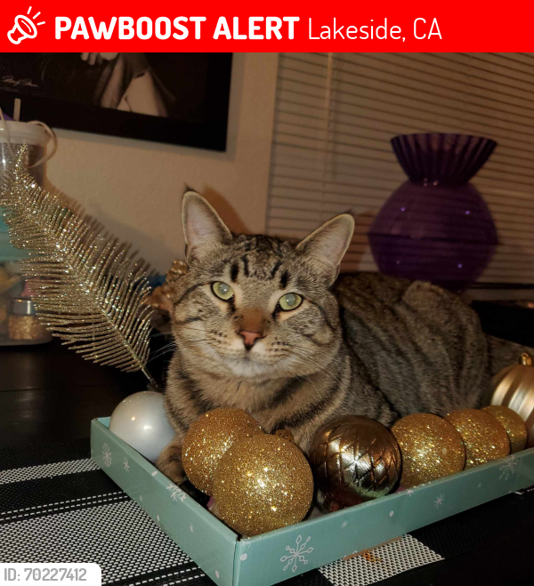 Lost Male Cat last seen LINDO LAKE, Lakeside, CA 92040