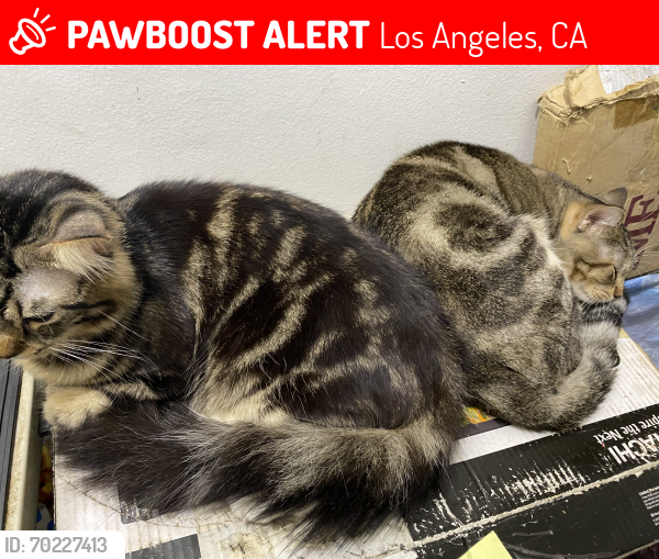 Lost Male Cat last seen Near Woodman Avenue, Los Angeles, CA 91401
