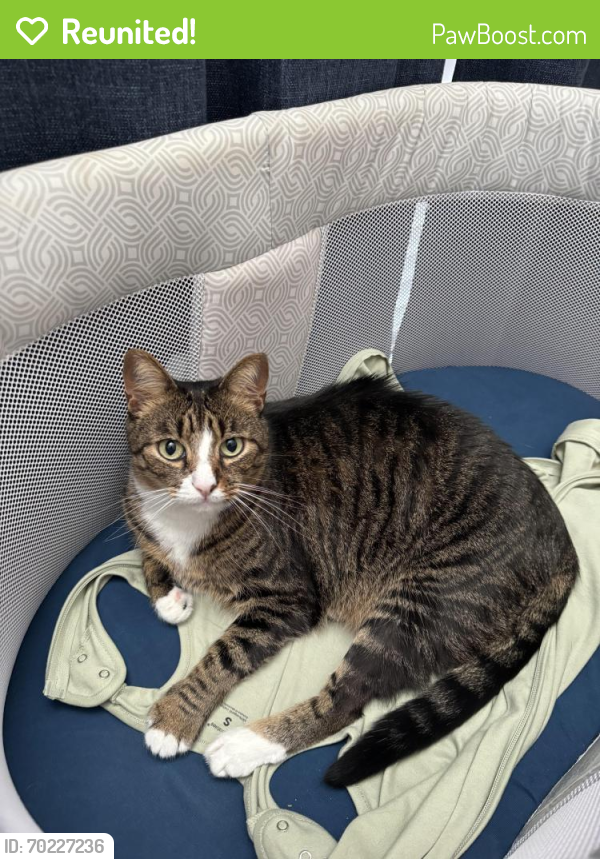 Reunited Male Cat last seen Barcan Cir and Edendale, Katy, TX 77450