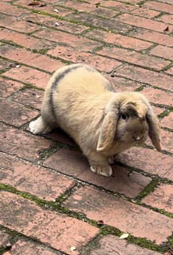 Lost Female Rabbit last seen Golding Street, Canterbury, Canterbury, VIC 3126