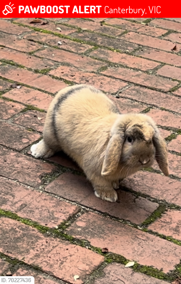 Lost Female Rabbit last seen Golding Street, Canterbury, Canterbury, VIC 3126