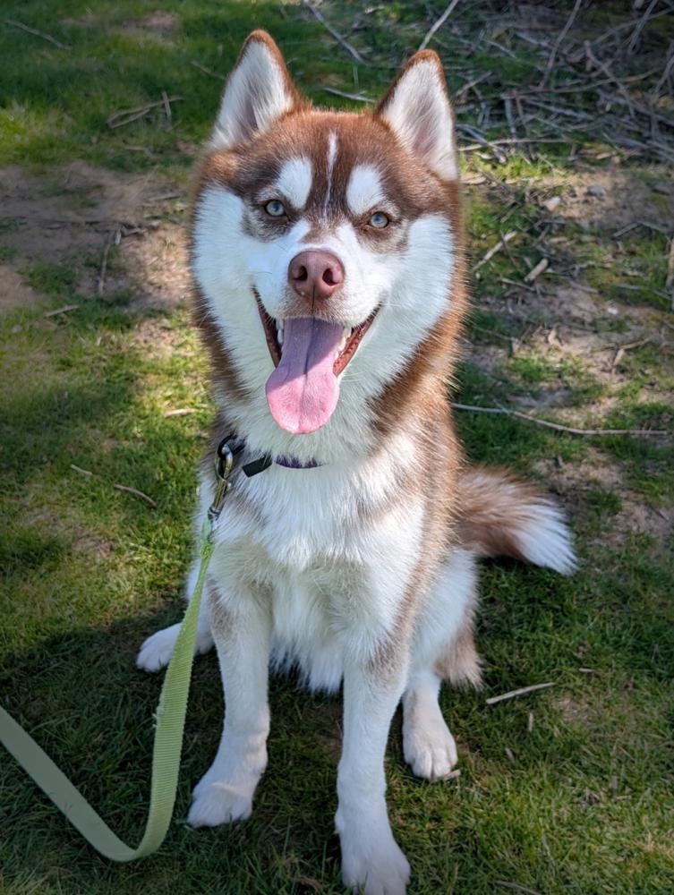 Shelter Stray Male Dog last seen 19th/sw jefferson, OR, Troutdale, OR 97060