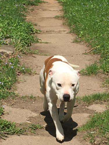 Lost Male Dog last seen Sunset Point Park 1010 W Fulcer Ave Kimberly, WI 54136, Kimberly, WI 54136