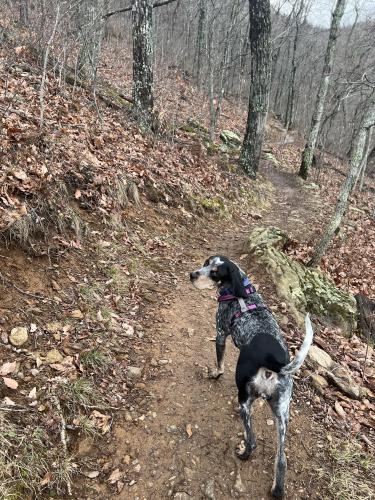 Lost Female Dog last seen Little Hickory Too trail in Bent Creek, Bent Creek, NC 28806