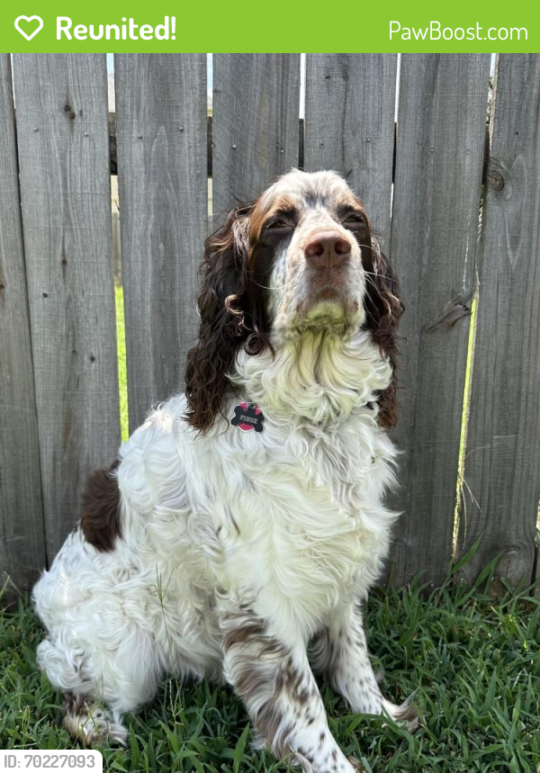 Reunited Male Dog last seen spring terrace, Spring, TX 77379