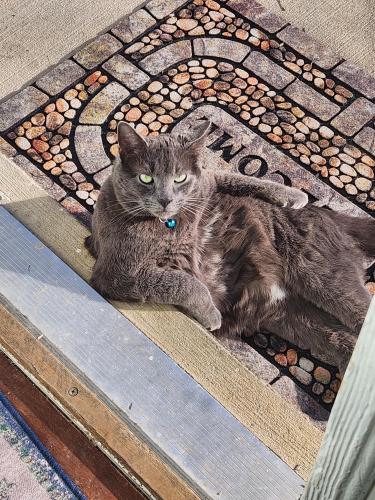 Lost Male Cat last seen Longview Dr and Old Charlette Pike, Pegram, TN 37143