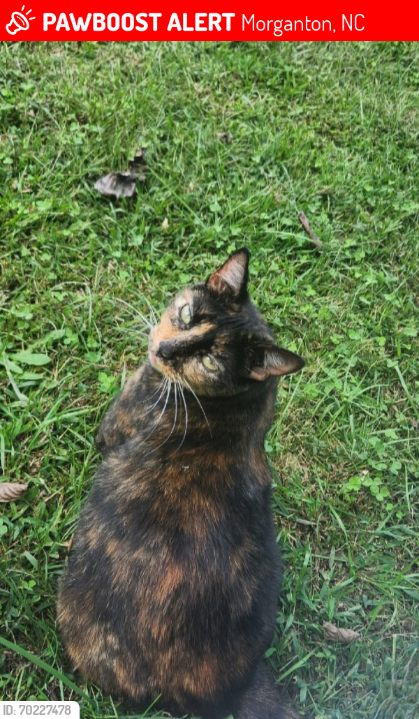 Lost Female Cat last seen Mt Olive Church Rd and Willowood Rd, Morganton, NC 28655