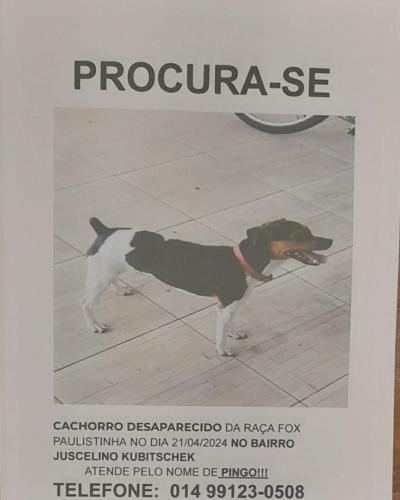 Lost Male Dog last seen Castelo Branco, Lapônia e Palmital, Nucleo Habitacional Presidente Janio da Silva Quadros, SP 17511-660