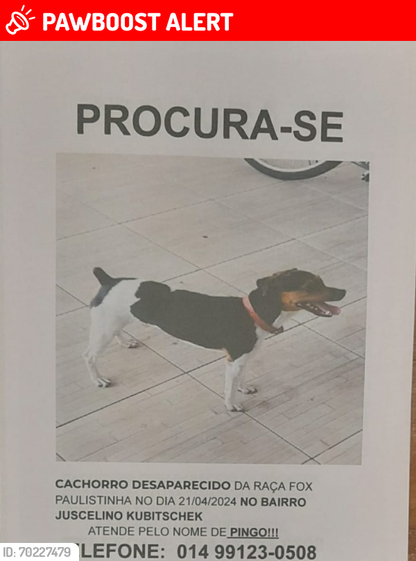 Lost Male Dog last seen Castelo Branco, Lapônia e Palmital, Nucleo Habitacional Presidente Janio da Silva Quadros, SP 17511-660