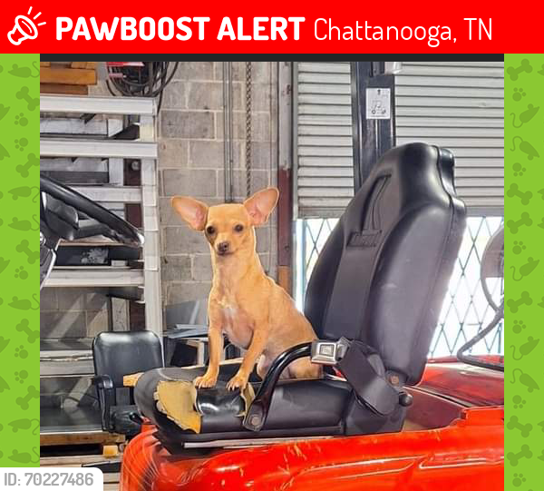 Lost Female Dog last seen Jd helton roofing, Chattanooga, TN 37407