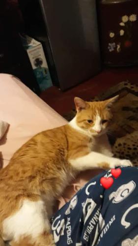 Lost Male Cat last seen 34th street and shadeland, Indianapolis, IN 46226
