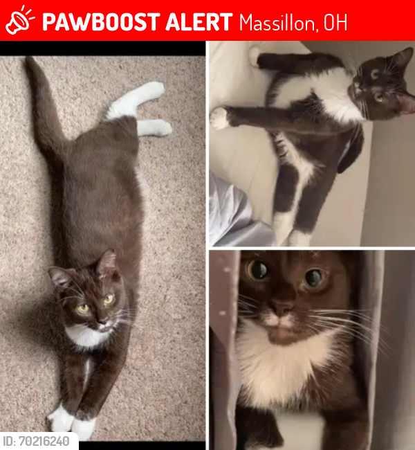 Lost Male Cat last seen Seneca street NE and Roslyn NE in Massillon Ohio, Massillon, OH 44646