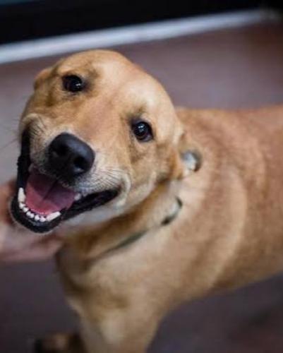 Lost Male Dog last seen Avenida Sapopemba, Fazenda da Juta, Fazenda da Juta, SP 